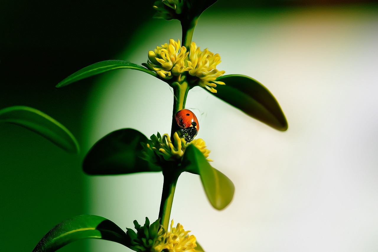 A Comprehensive Guide to Organic Pest Control